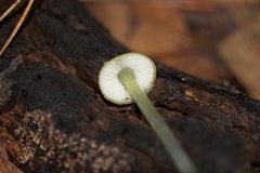 Gliophorus psittacinus