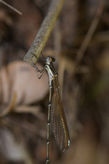 Allocnemis leucosticta