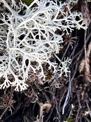 Cladonia rangiferina