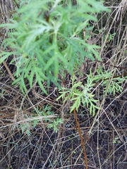 Artemisia palmeri