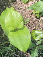 Smilax rotundifolia