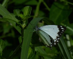 Belenois creona severina