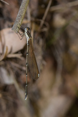 Allocnemis leucosticta