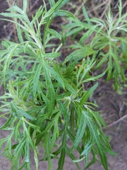 Artemisia palmeri