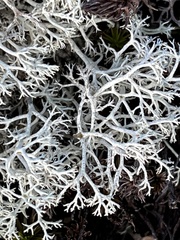 Cladonia rangiferina