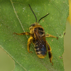 Svastra obliqua obliqua