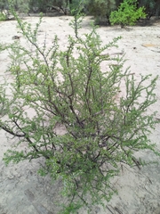 Plectrocarpa tetracantha