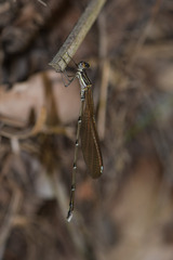 Allocnemis leucosticta