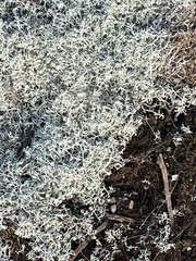 Cladonia rangiferina