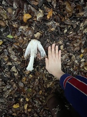 Coprinus comatus