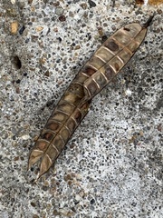 Chamaecrista fasciculata