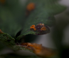 Phragmidium sanguisorbae