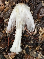 Coprinus comatus