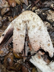 Coprinus comatus