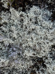 Cladonia rangiferina
