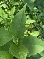 Silphium perfoliatum