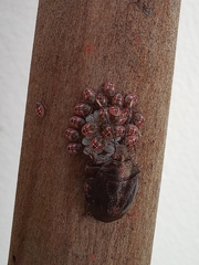 Antiteuchus tripterus