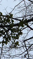 Phoradendron leucarpum