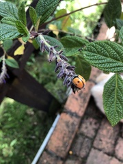 Coccinellidae