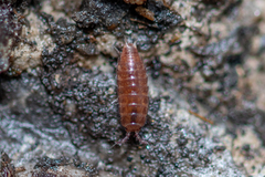 Trichoniscus pusillus