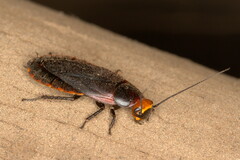 Oxyhaloa deusta