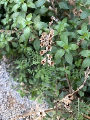 Hyoscyamus albus