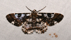 Iridopsis validaria