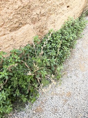 Hyoscyamus albus