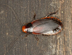 Oxyhaloa deusta