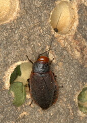 Oxyhaloa deusta