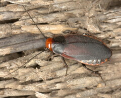 Oxyhaloa deusta