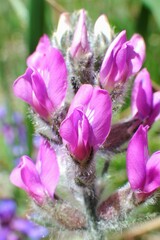 Oxytropis splendens