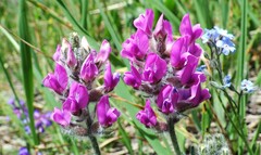 Oxytropis splendens