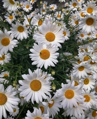 Argyranthemum frutescens