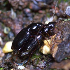 Agonum punctiforme