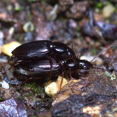 Agonum punctiforme