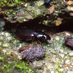Agonum