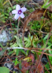 Pinguicula pumila