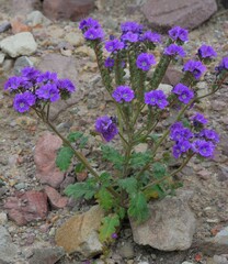 Phacelia crenulata ambigua