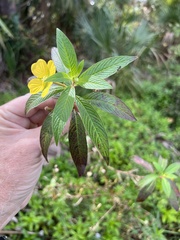 Camponotus sexguttatus