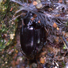 Agonum punctiforme
