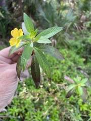 Camponotus sexguttatus