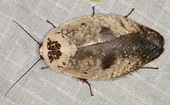 Gyna caffrorum