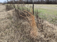 Andropogon virginicus