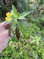 Camponotus sexguttatus