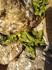 Asplenium marinum