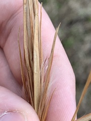 Andropogon virginicus