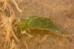 Elysia chlorotica