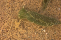 Elysia chlorotica