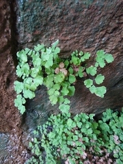 Adiantum capillus-veneris